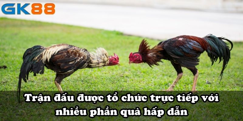 Trận đấu được tổ chức trực tiếp với nhiều phần quà hấp dẫn